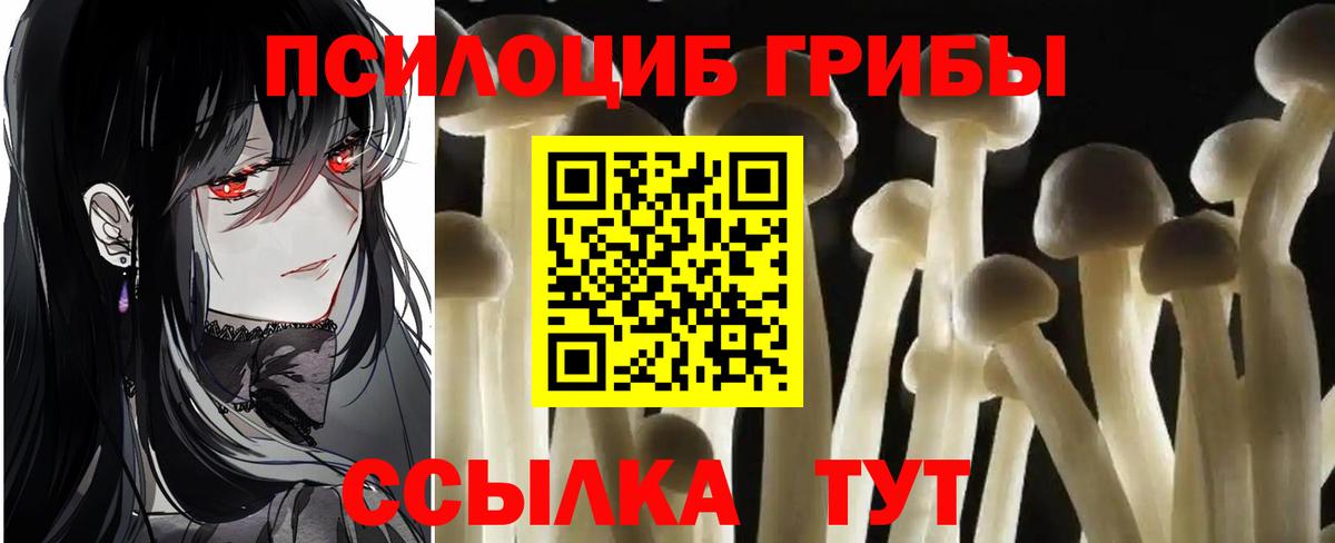 Псилоцибиновые грибы Psilocybine cubensis Долгопрудный